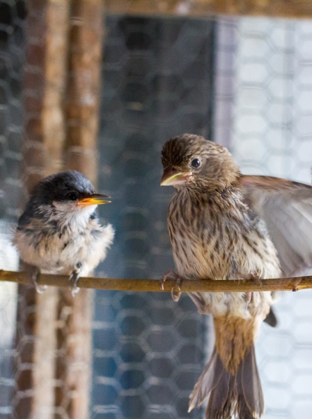 Pygmy Nuthatch (L), House Finch (R)