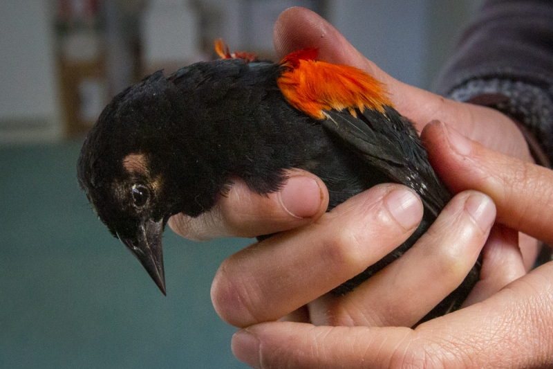 Red-winged Blackbird