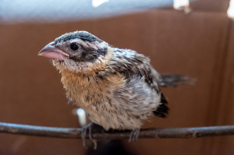Black-headed Grosbeak