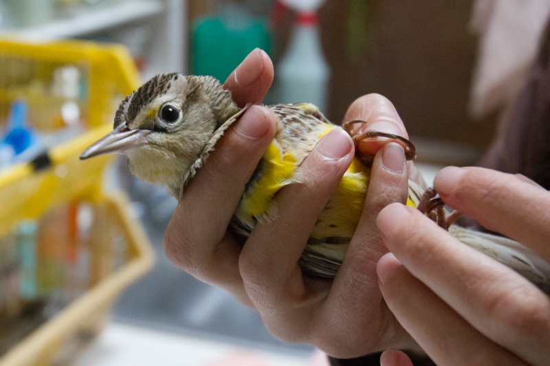 Western Meadowlark