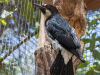 Acorn Woodpecker