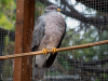 Band-tailed Pigeon