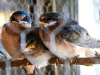 Barn Swallow (L), Cliff Swallows (R)