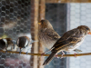 Chestnut-back Chickadees (L), House Finches (R)