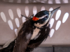 Downy Woodpecker