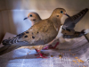 Mourning Doves