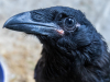 Raven