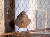 California Towhee
