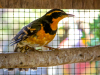 Varied Thrush