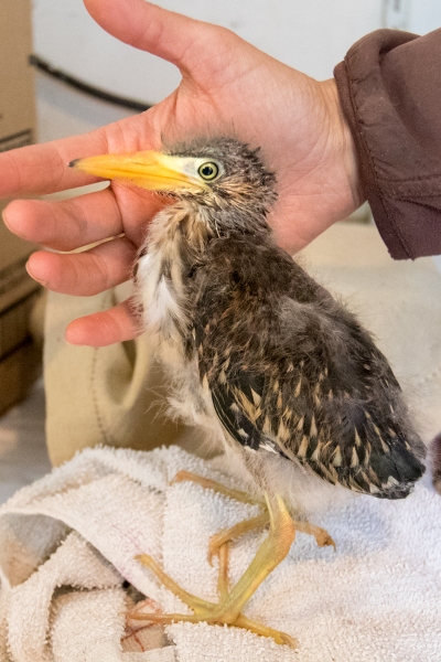 Green Heron (juvenile)