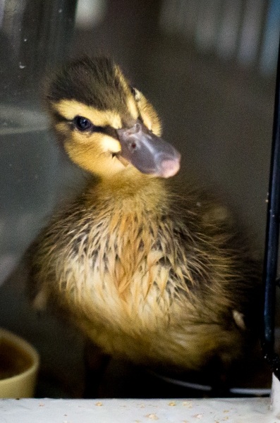 Mallard Duckling