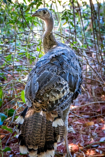 Wild Turkey