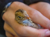 California Quail
