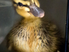 Mallard Duckling