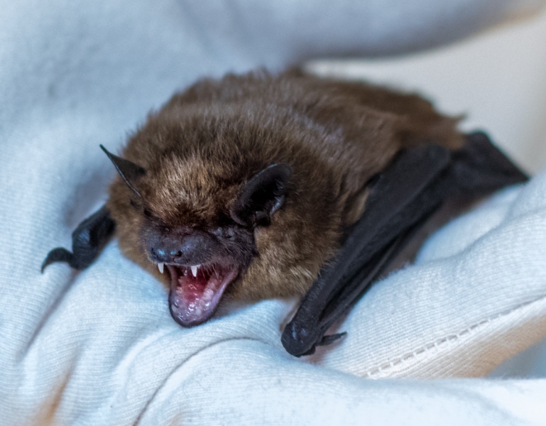 Big Brown Bat