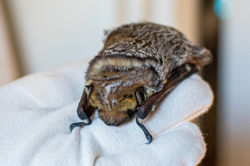 Hoary Bat