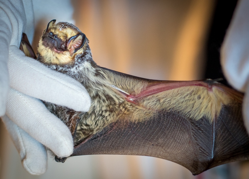 Hoary Bat