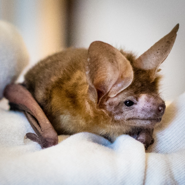 Pallid Bat
