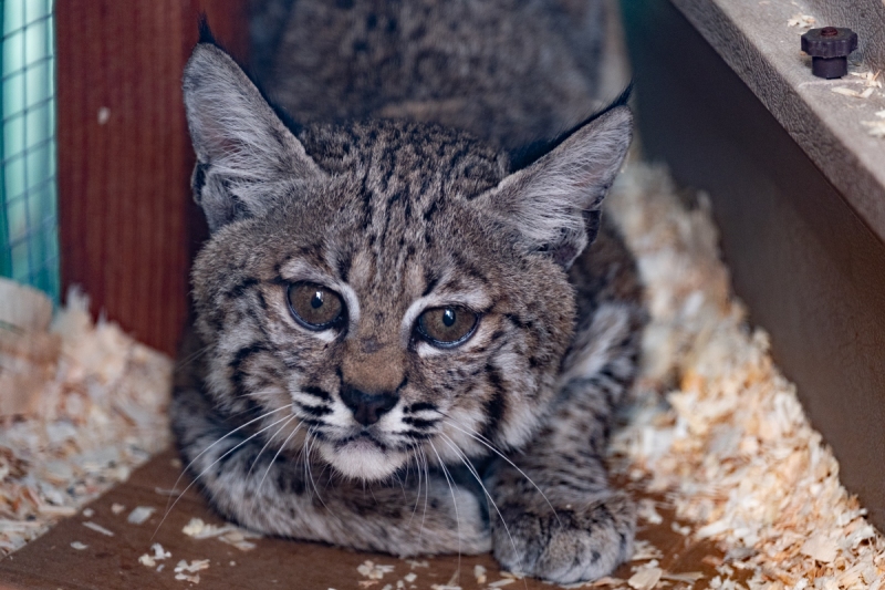 Bobcat