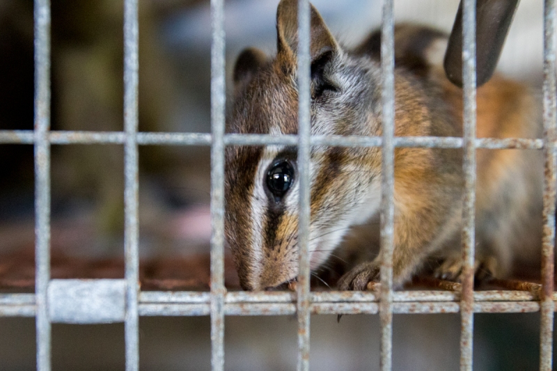 Chipmunk