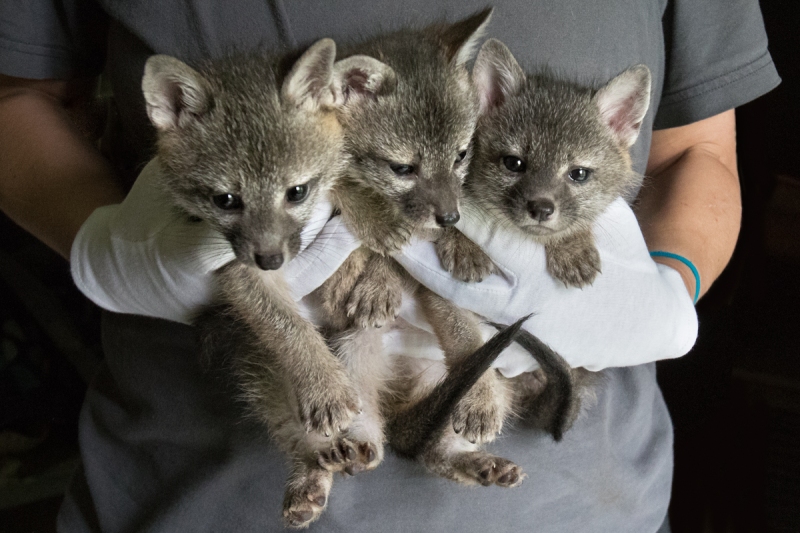 Gray Foxes