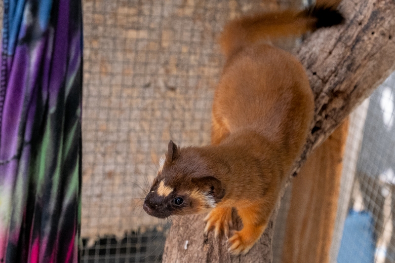 Long-tailed Weasel