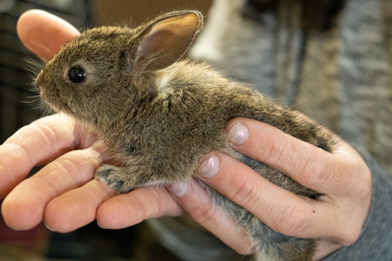 Cottontail Rabbit