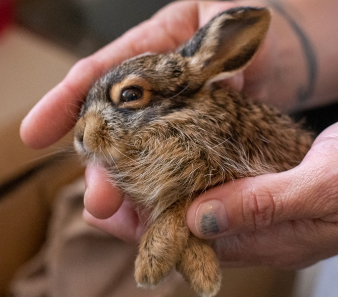 Jackrabbit