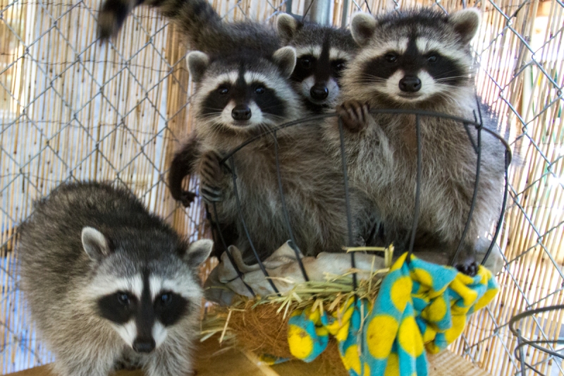 Raccoon