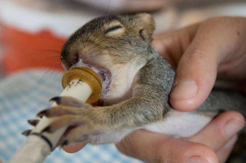 Eastern Gray Squirrel