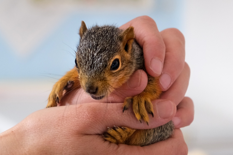 Fox Squirrel