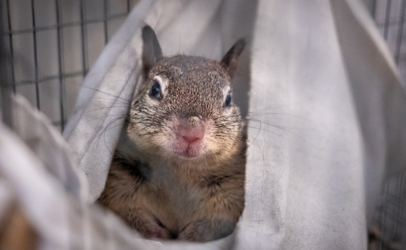 Ground Squirrel
