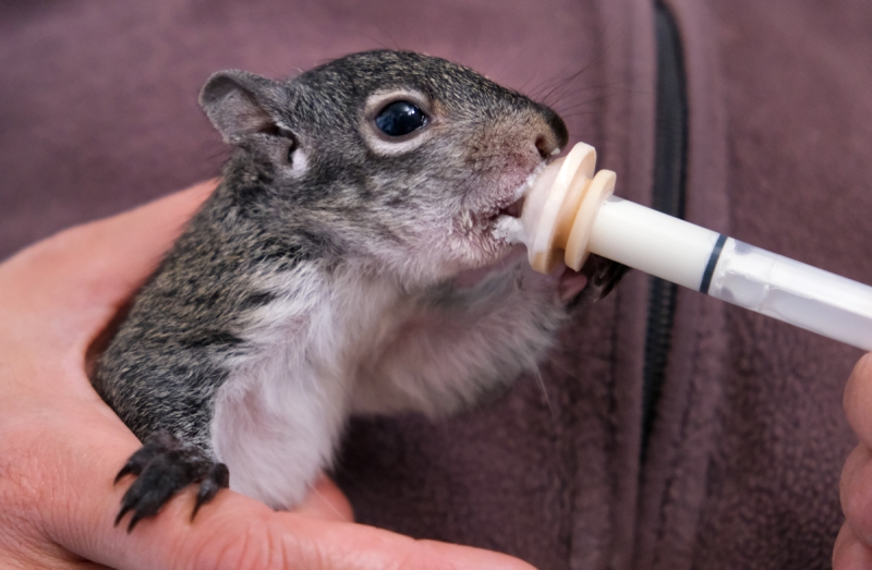 Western Gray Squirrel