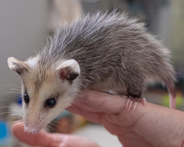 Virginia Opossum