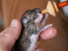Field Mouse