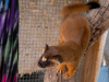 Long-tailed Weasel