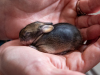 Brush Rabbit