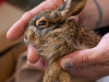 Jackrabbit