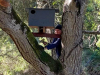 nest-box-in-tree