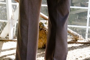 Great Horned Owl peeks through the legs of the volunteer rehabber.