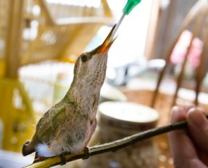 Baby hummingbird receives special formula at NAR.