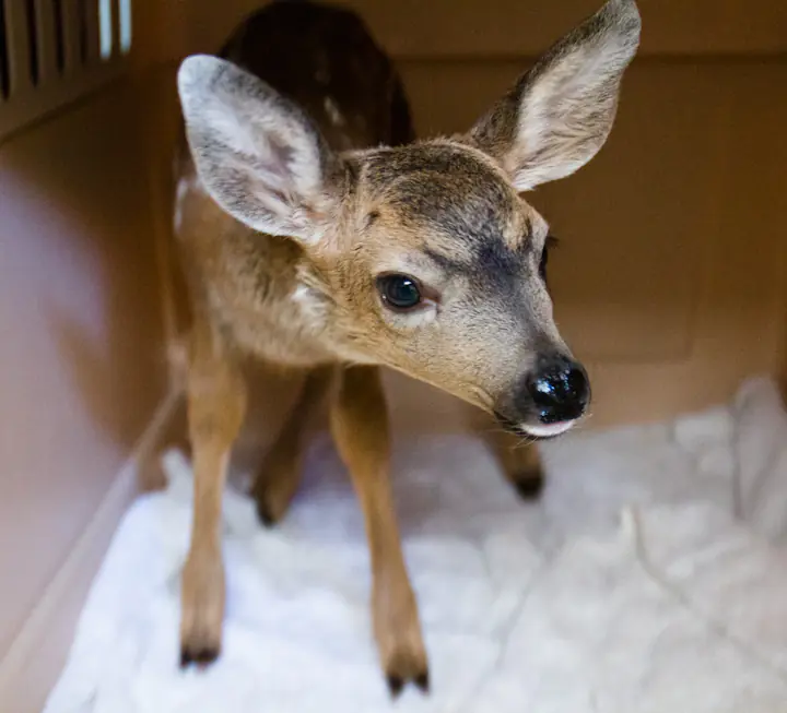 For the Love of Fawns