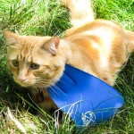 Sherman prowls the backyard in his CatBib. It took him five minutes to get used to wearing the bib.