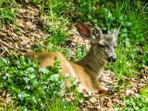 Offering Sanctuary To An Injured Adult Deer