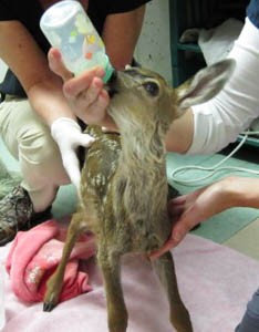 This wobbly-legged fawn learned quickly to suckle from a bottle. His eagerness to accept both the bottle and the relatively tasteless hydrating solution inside was an additional indication that he had been orphaned. Photo by Alison Hermance