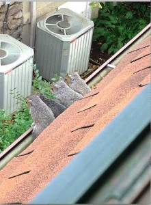 Marszalek_Homes-SquirrelsintheAttic-0aa33