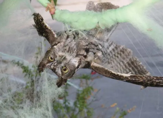 Fake Halloween Cobwebs Pose Real Threat to Birds