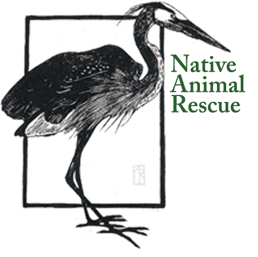 What We Do Native Animal Rescue