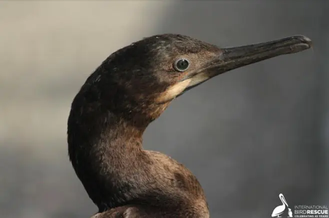 The Importance of Wildlife Rescue Partners