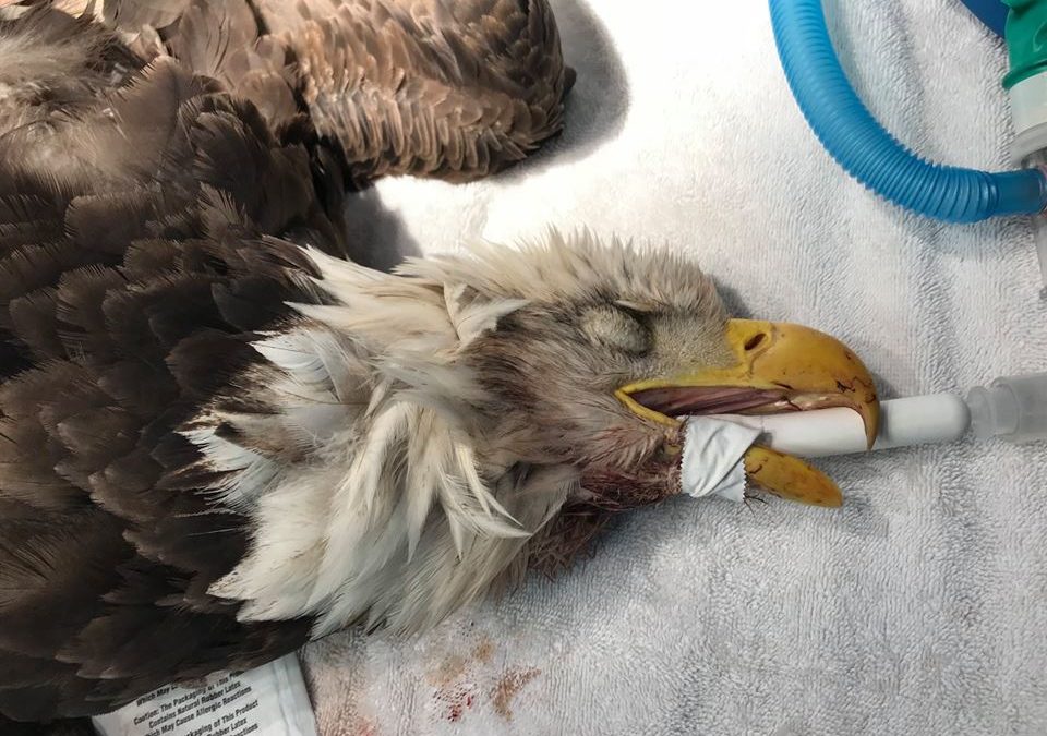 Rat Poison is Killing Birds of Prey, and People are Finally Paying Attention